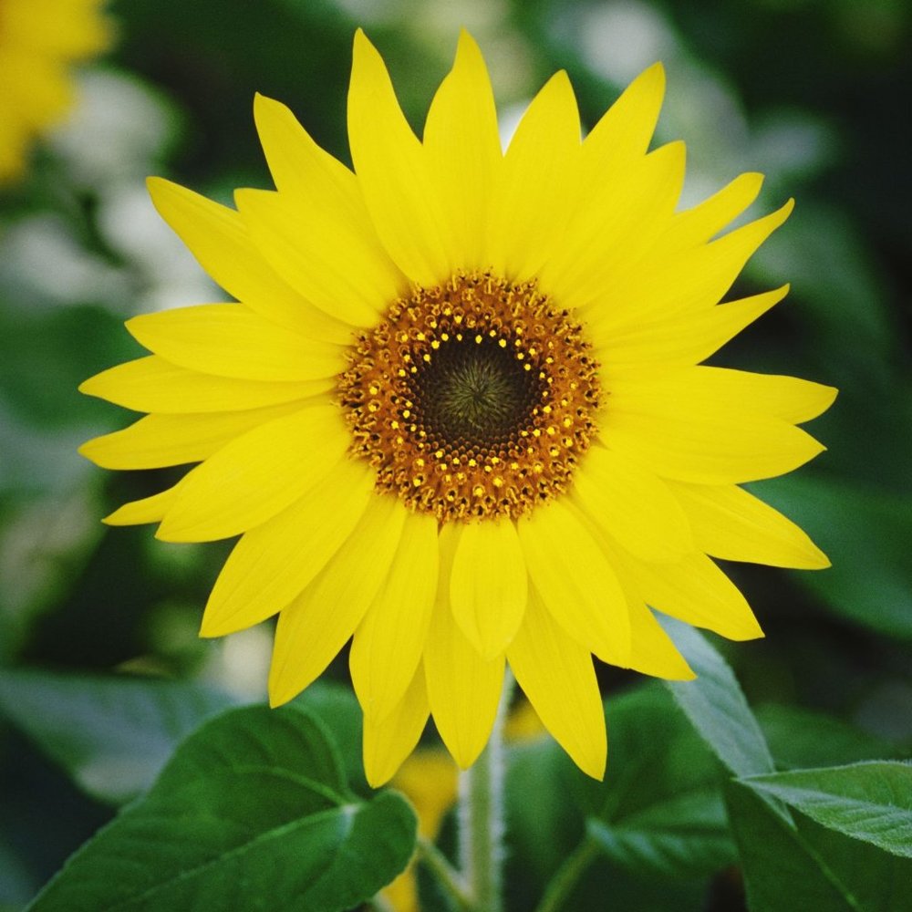 Meet your Posher, Yesenia